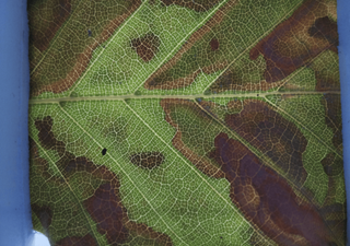 Sonnenbrand bei B&auml;umen: Was anhaltende Trockenheit bei Bl&auml;ttern ausl&ouml;st &ndash; und wann sie zu Sch&auml;den f&uuml;hrt