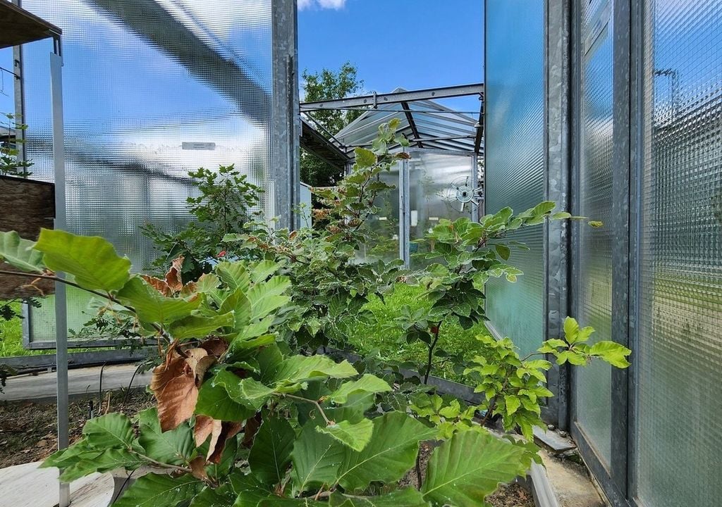 Die offenen Klimakammern an der WSL Birmensdorf erlauben eine genaue Steuerung von Wasserverfügbarkeit und Temperatur. Bild: Alyssa Kullberg