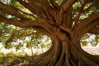 Sono sopravvissuti a guerre e condizioni climatiche estreme: i giganti italiani che hanno fatto la storia