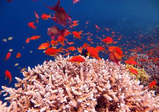 Sons emitidos pelos peixes protegem os recifes de coral