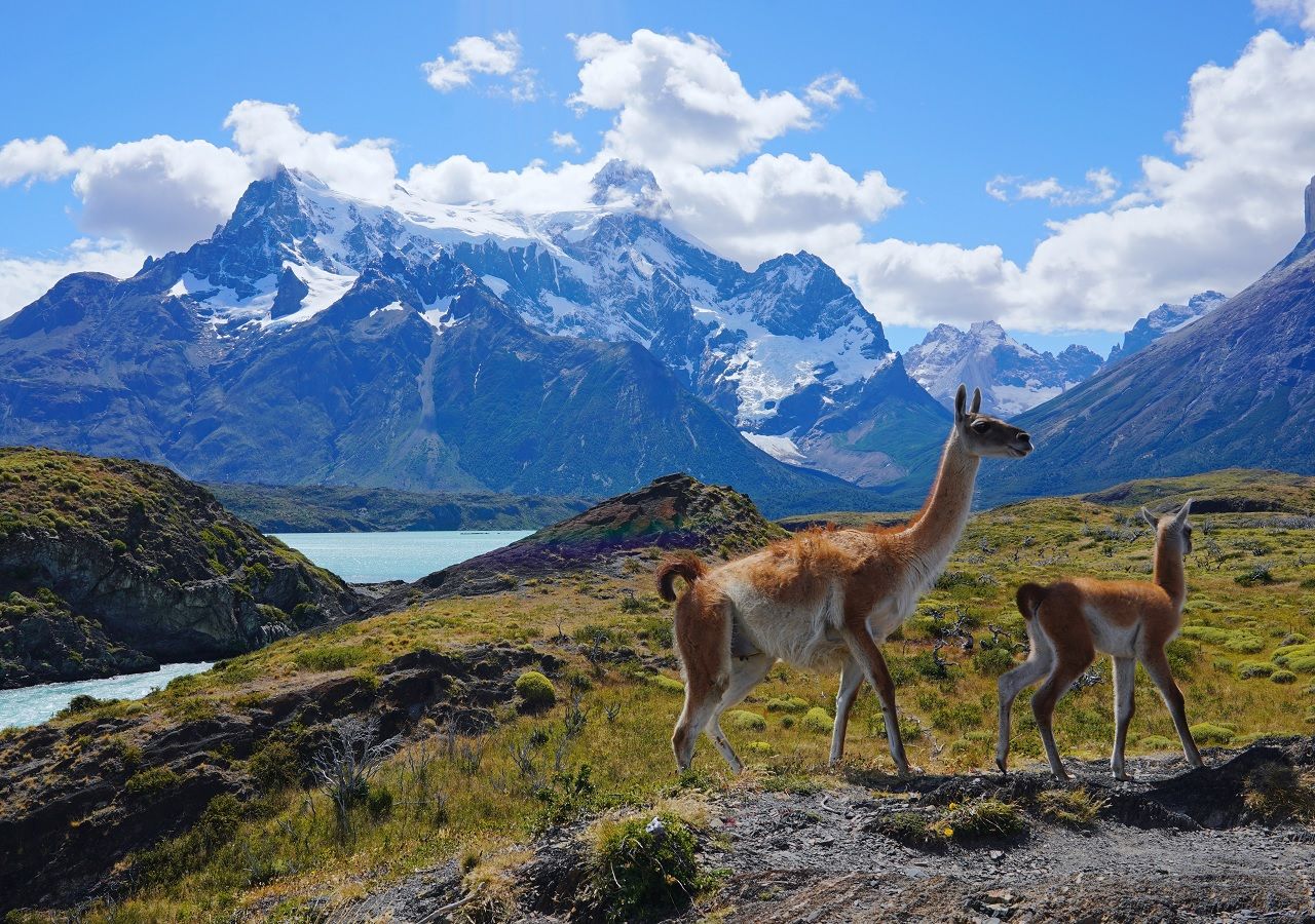 La Patagonia chilena sería capaz de almacenar, por hectárea, el doble de carbono que la Amazonía.