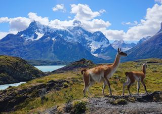 ¡Soprendente! La Patagonia chilena almacena dos veces más carbono que los bosques de la Amazonía