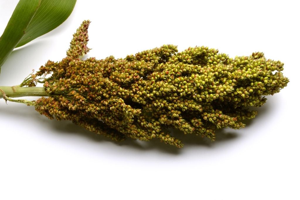 O sorgo tem ganhado importância na pecuária por sua capacidade de produzir mesmo em condições de clima quente e períodos de menor disponibilidade de água.