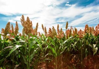 Sorgo: identifican la clave genética que permitirá frenar pérdidas de hasta 30 % en la cosecha
