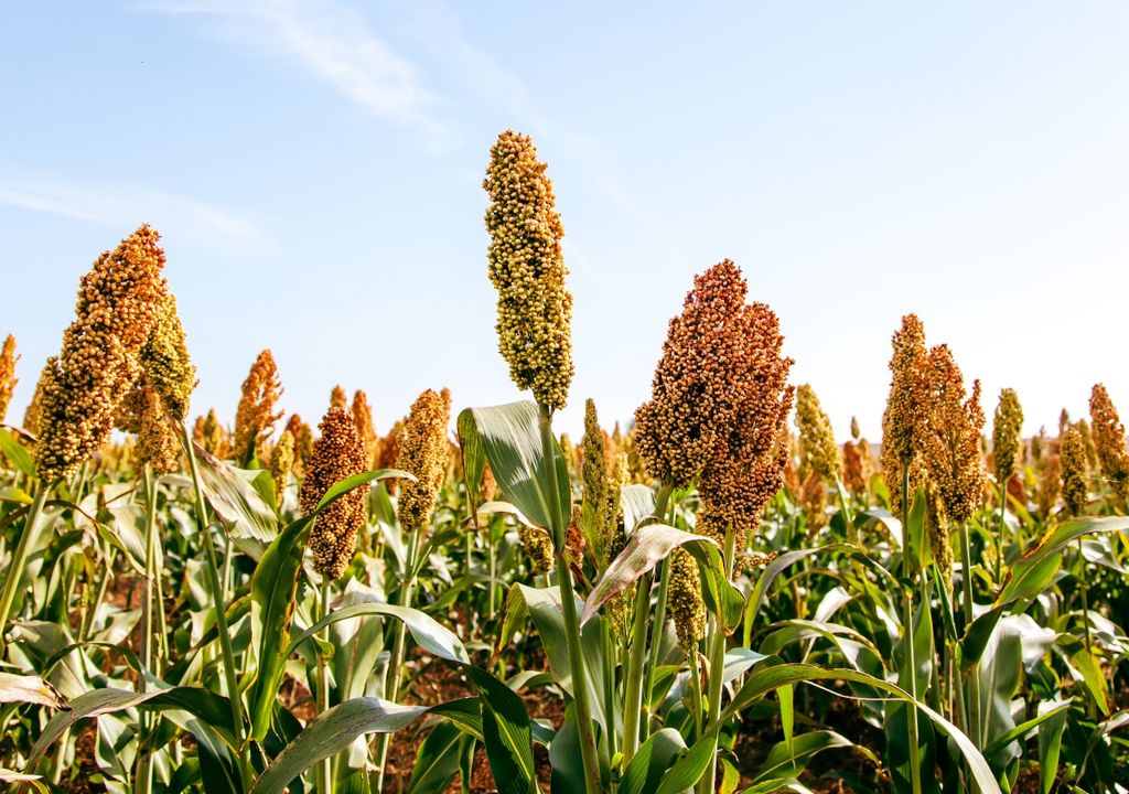 sorgo sorgo