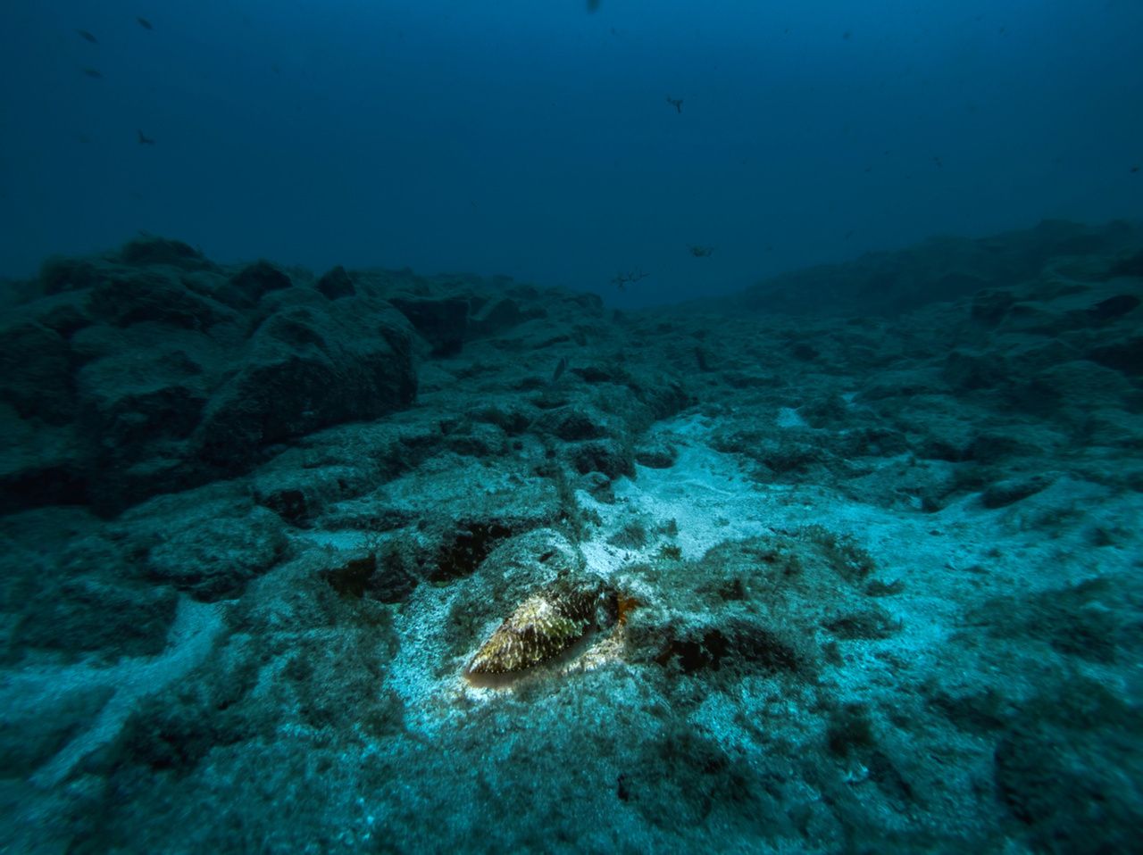 Sorprendente Hallazgo Bajo El Mar En Canarias El Igme Ha Descubierto Un Gran Monte Submarino 2333