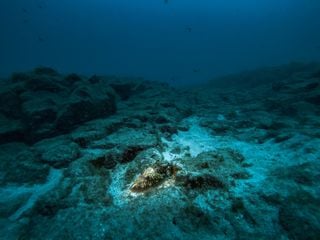 Scoperta sorprendente sotto il mare delle Isole Canarie: c'è una grande montagna sottomarina formata da tre vulcani