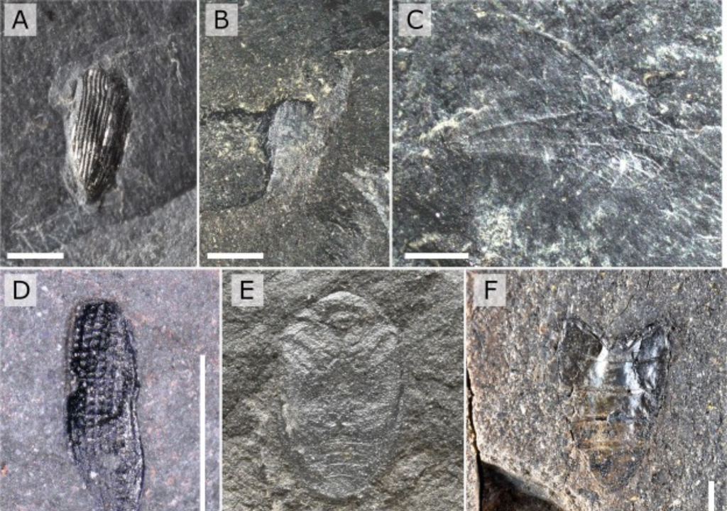 Cómo era el Desierto de Atacama en el Triásico, hace 230 millones de años, Meteored, Chile Cómo era el Desierto de Atacama en el Triásico, hace 230 millones de años, Meteored, Chile