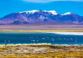 'Sorprendente hallazgo de fósiles en Chile': estudio reveló cómo era el Desierto de Atacama hace 230 millones de años