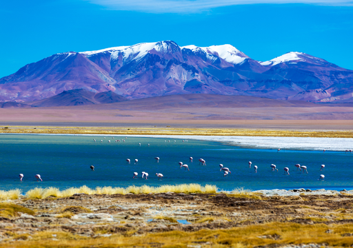 "Sorprendente hallazgo de fósiles en Chile": estudio reveló cómo era el Desierto de Atacama hace 230 millones de años