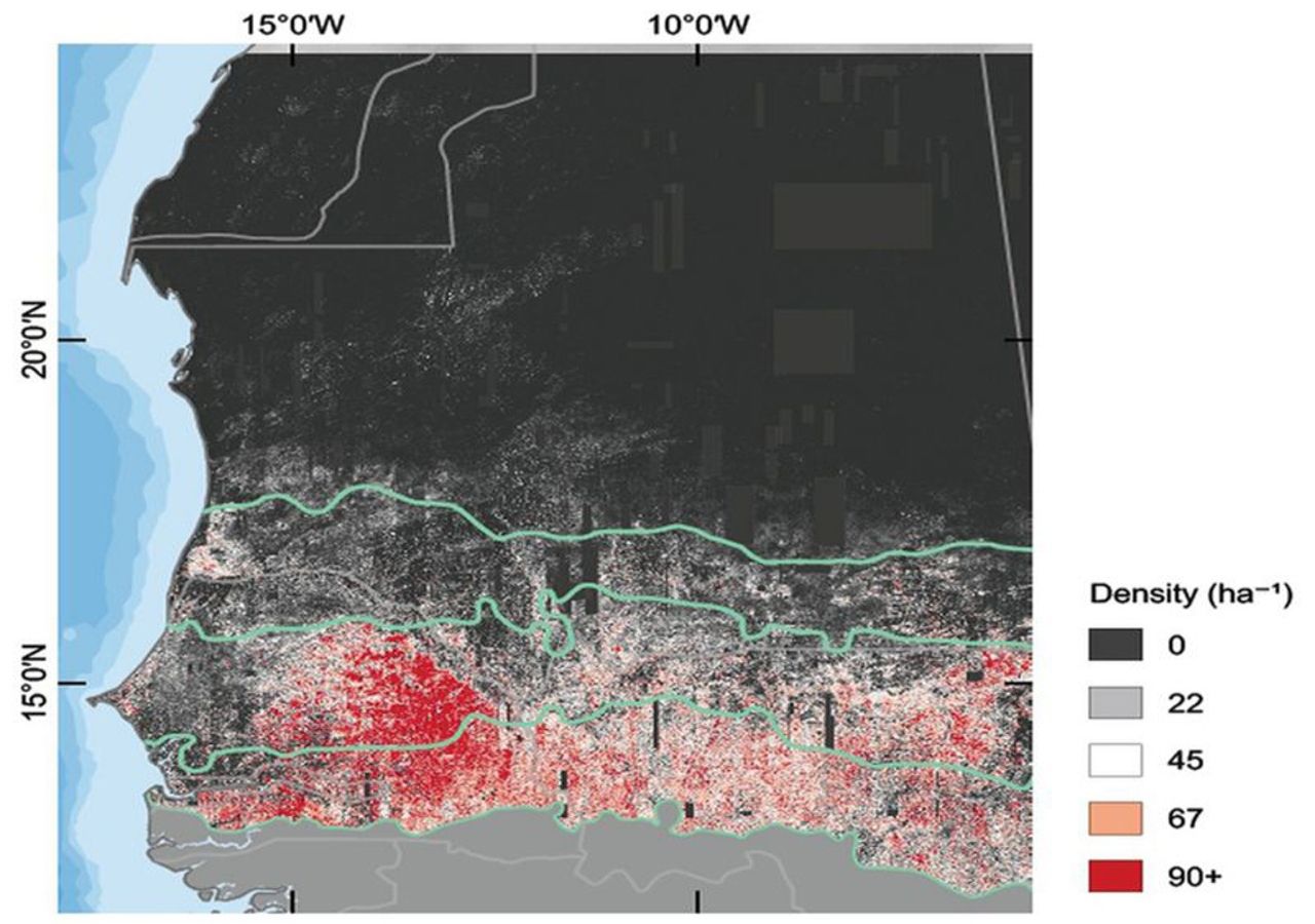 Gran hallazgo de millones de árboles en el desierto del Sahara