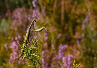 Sorprendente scoperta in Sardegna, individuata una nuova specie di mantide dalla coda di serpente