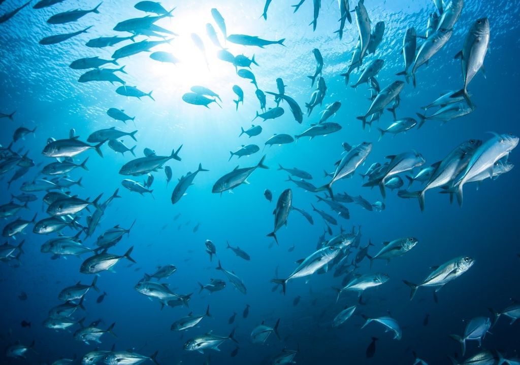 Pesci, Nuova Zelanda.