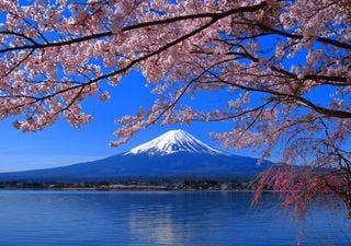 Sorpresa en Japón por la temprana floración de los cerezos