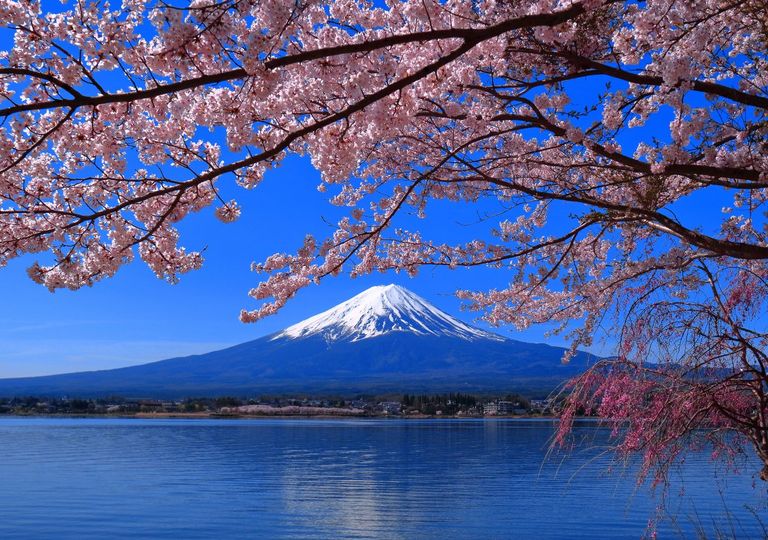 Floración de los cerezos en Japón: dónde y cuándo verla este año