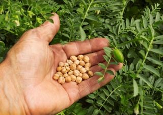 Sorpresa en la campaña agrícola: un cultivo se destaca por el fuerte crecimiento del área sembrada