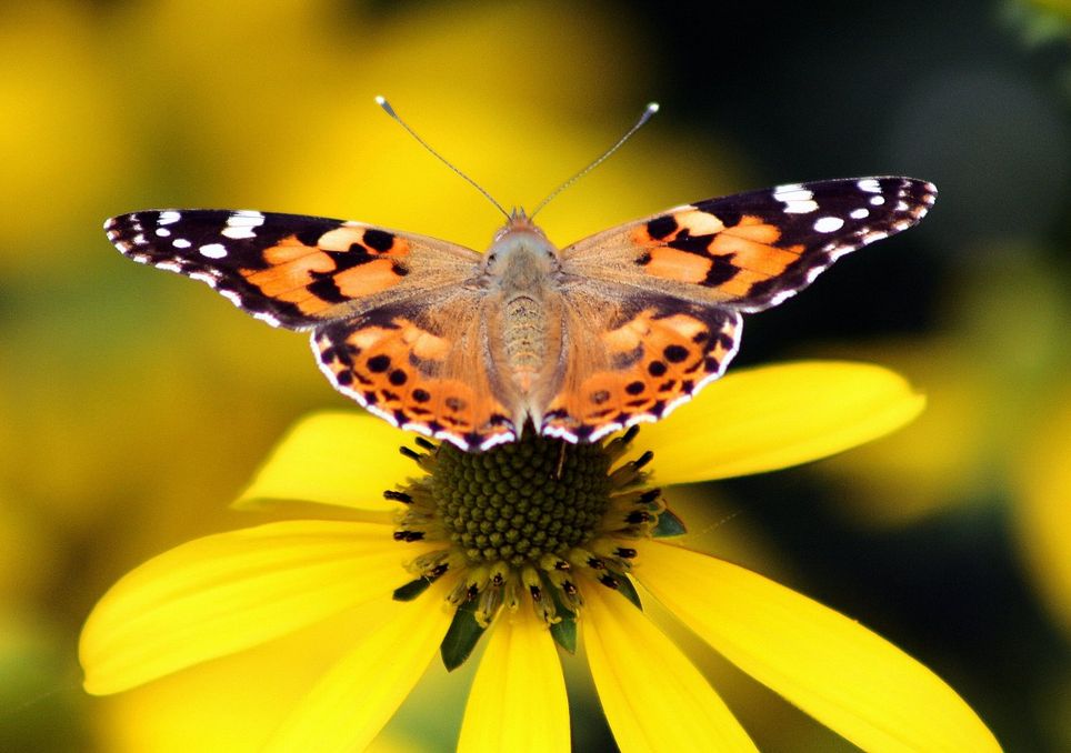 borboleta pintada