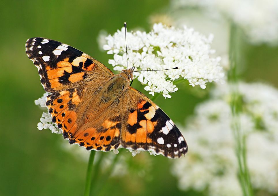borboleta pintada