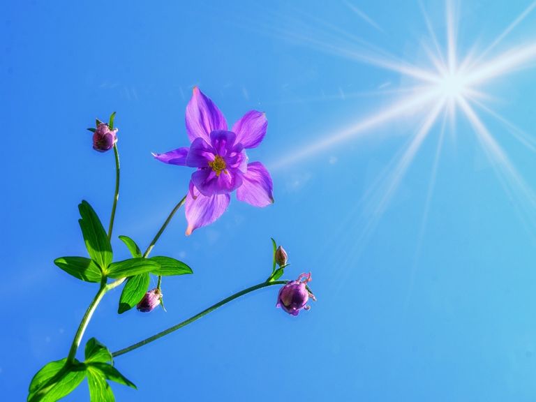 Sonne satt Sonne satt