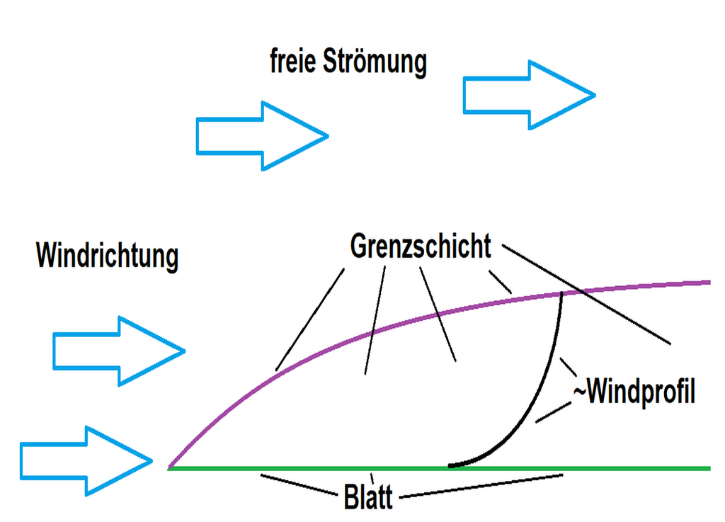 Skizze Blattgrenzschicht Skizze Blattgrenzschicht