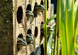 Special frog spas are helping endangered frogs survive a deadly pandemic 