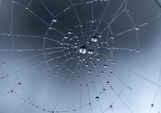 As aranhas podem ter vindo do mar, especula um novo estudo