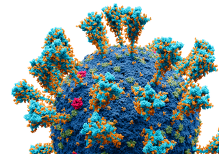 Spike-Protein des Coronavirus: Haben Wissenschaftler den Schlüssel zur Erforschung von Long-COVID gefunden?