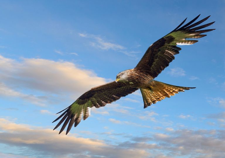 UK lockdown at spring provides peace for birds of prey