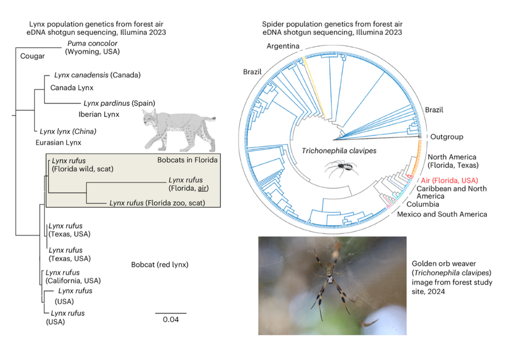 Luft-eDNA-basierte Populationsgenetik wildlebender Arten aus komplexen natürlichen Lebensräumen, links: Rotluchs (L. rufus), rechts: Goldene Seidenradspinne. Luft-eDNA-basierte Populationsgenetik wildlebender Arten aus komplexen natürlichen Lebensräumen, links: Rotluchs (L. rufus), rechts: Goldene Seidenradspinne.