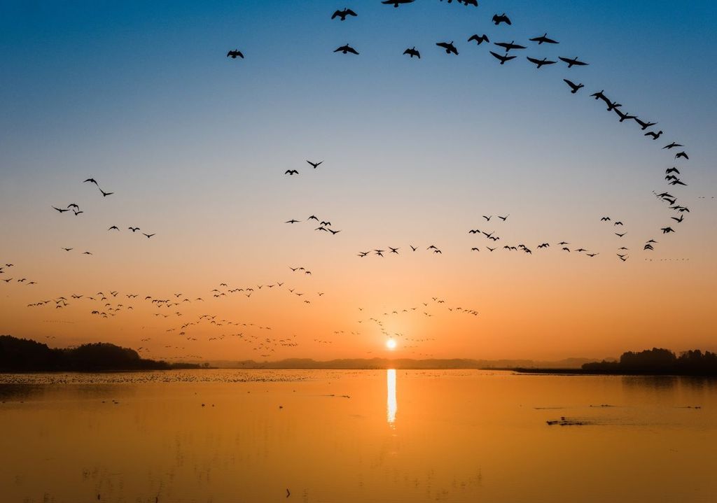 Migrazione, autunno.