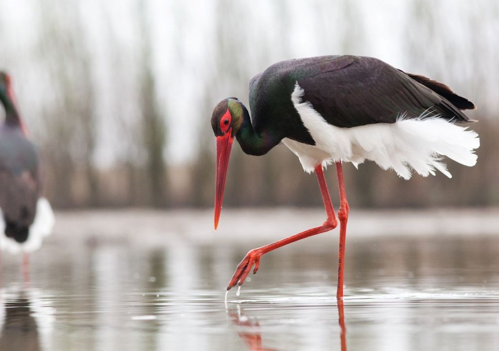 Uccelli trampolieri.