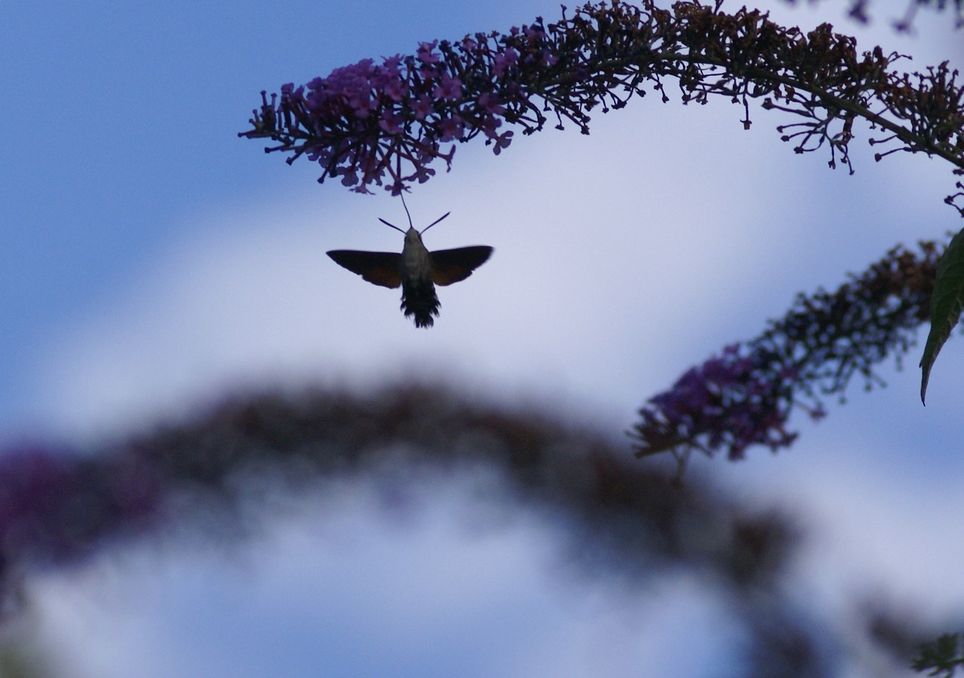 Hummingbird Hawkmoth (Macroglossum stellatarum) © Dan TP