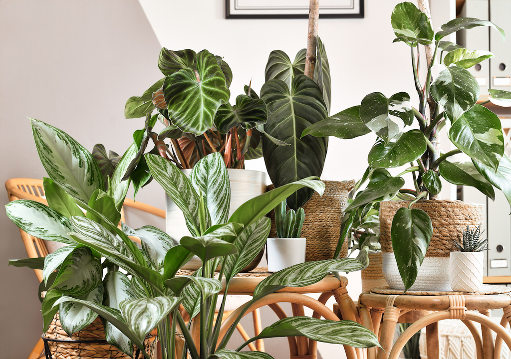 Philodendron, Korbtopf, Dschungel-Flair, Urban Jungle