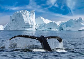 Una Start-up de Groenlandia comienza a enviar hielo a los bares de Emiratos Árabes Unidos