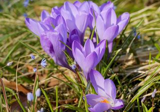 Sonntag bis 15 Grad - setzt sich jetzt der Frühling durch?