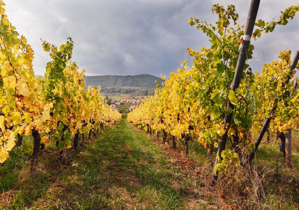 Weinreben, Früchte, Trauben Weinreben, Früchte, Trauben