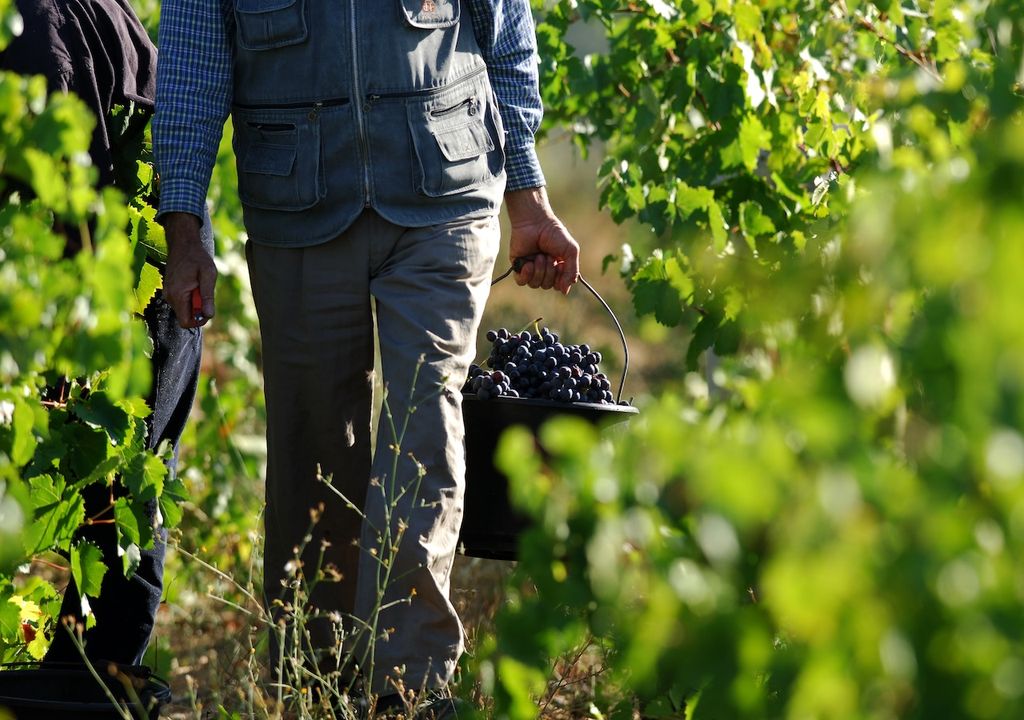 Handernte, Weinlese, Deutschland Handernte, Weinlese, Deutschland