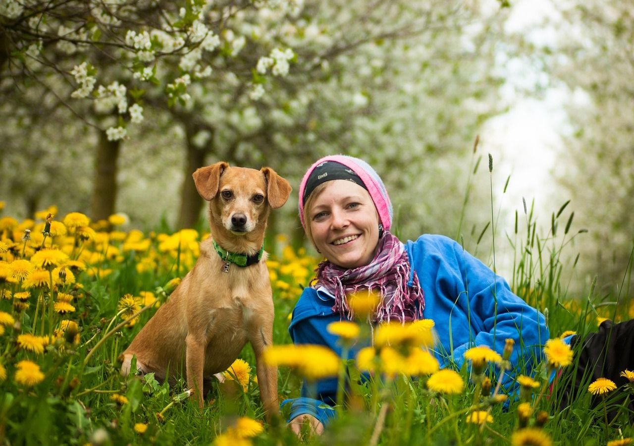 Hunde können viele der von Menschen verursachten Umweltvorteile oder -stressoren teilen und von ihnen beeinflusst werden.