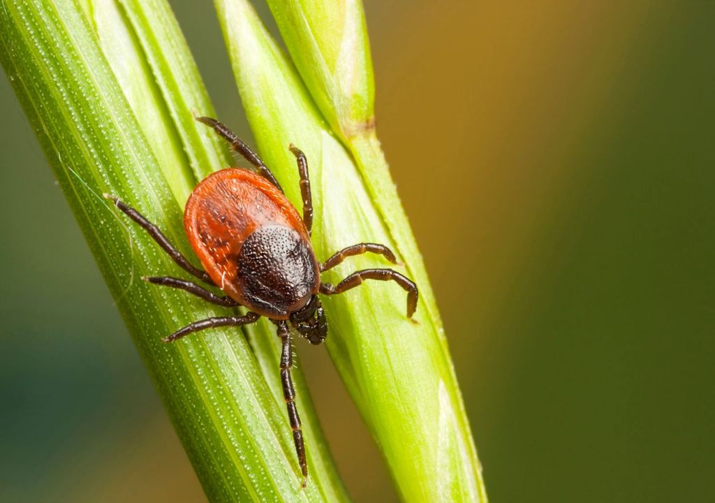 Scientists have discovered that ticks can be lifted across air gaps several times larger than themselves by the static electricity that other animals naturally build up