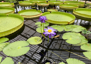 Stille Schönheit im Gartenteich: So bringst du Seerosen zum Blühen – wie einst im Garten von Claude Monet 