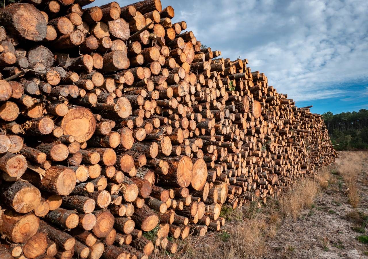 Em 2023, Portugal tinha uma área estimada de 3,35 milhões de hectares (ha) de floresta. Aproximadamente 67% é floresta disponível para o abastecimento de madeira.