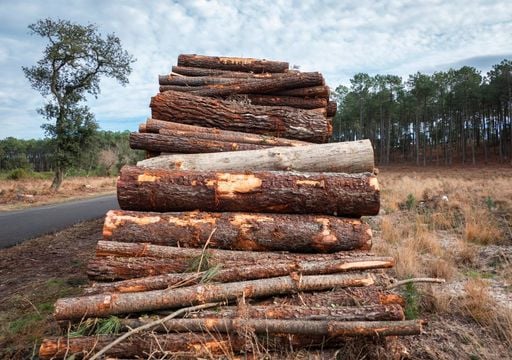 Stock de madeira na floresta caiu 10% devido aos inc&ecirc;ndios de 2017. VAB da silvicultura atingiu 1 142 milh&otilde;es de euros