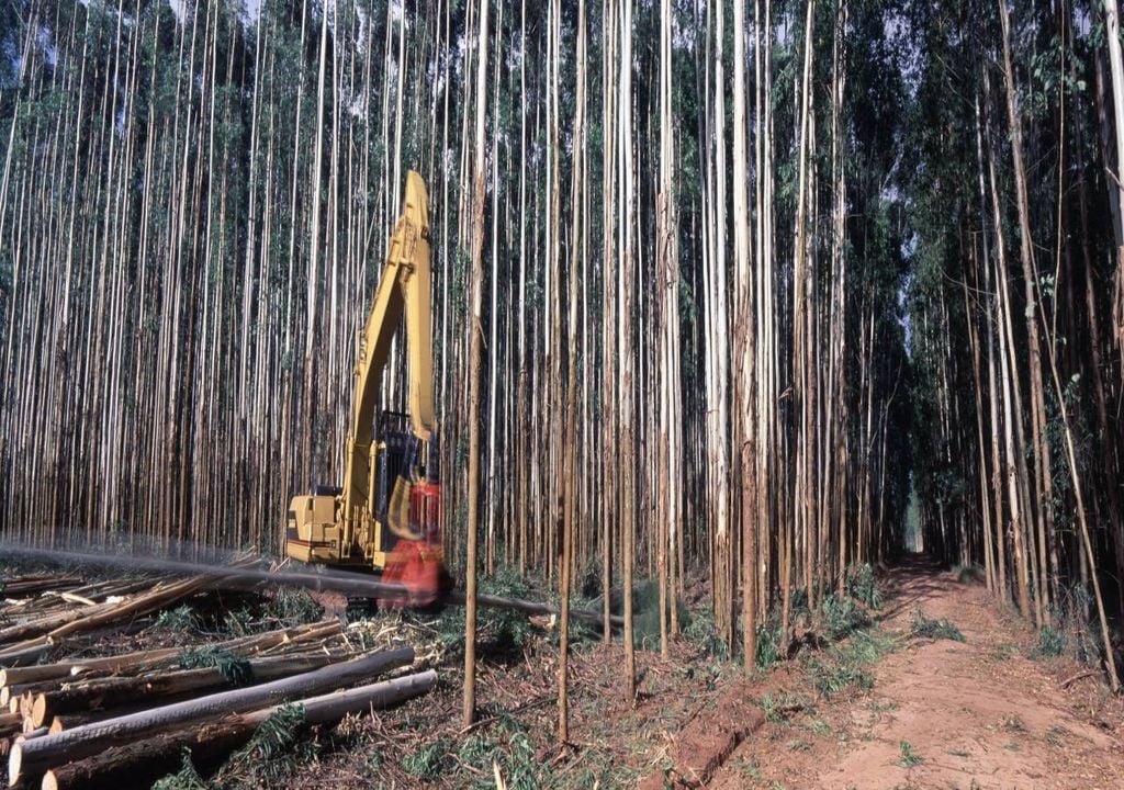 Madeira de eucalipto