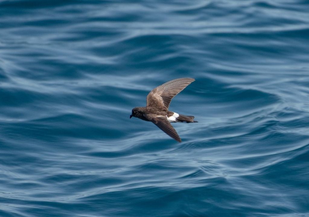 Gli uccelli vengono trovati molto magri o fortemente debilitati. Ma a fare paura sono i numeri, davvero impressionanti, degli uccelli morti e spiaggiati. Solo in Cornovaglia sono stati trovati oltre 300 pulcinella di mare morti entro la fine di febbraio.