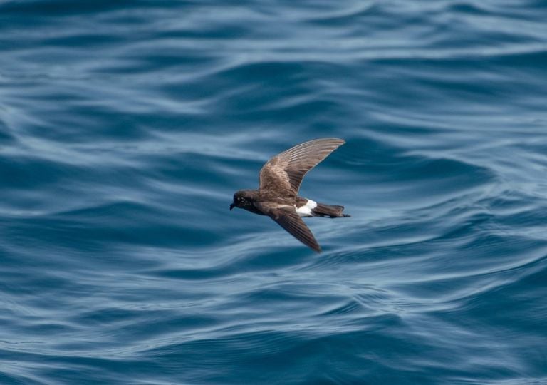 Strage di uccelli marini sulle coste dell'Europa occidentale, oltre 40.000 gli esemplari spiaggiati