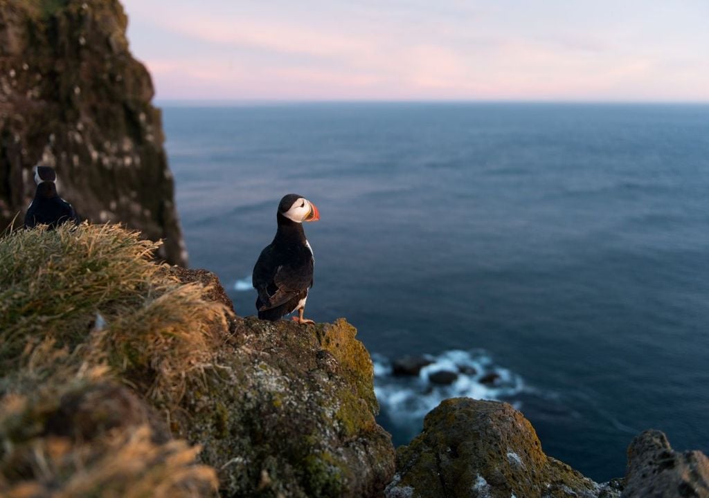 In primavera molti di questi uccelli raggiungono i siti di nidificazione in varie aree e isole del Nord Europa. Solo in quel momento per gli ornitologi sarà possibile capire meglio quanto la moria abbia inciso sulle popolazioni.
