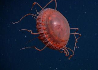 Medusas incomuns emergem das profundezas inexploradas do oceano