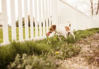 Dogs can sense our stress through smell research reveals