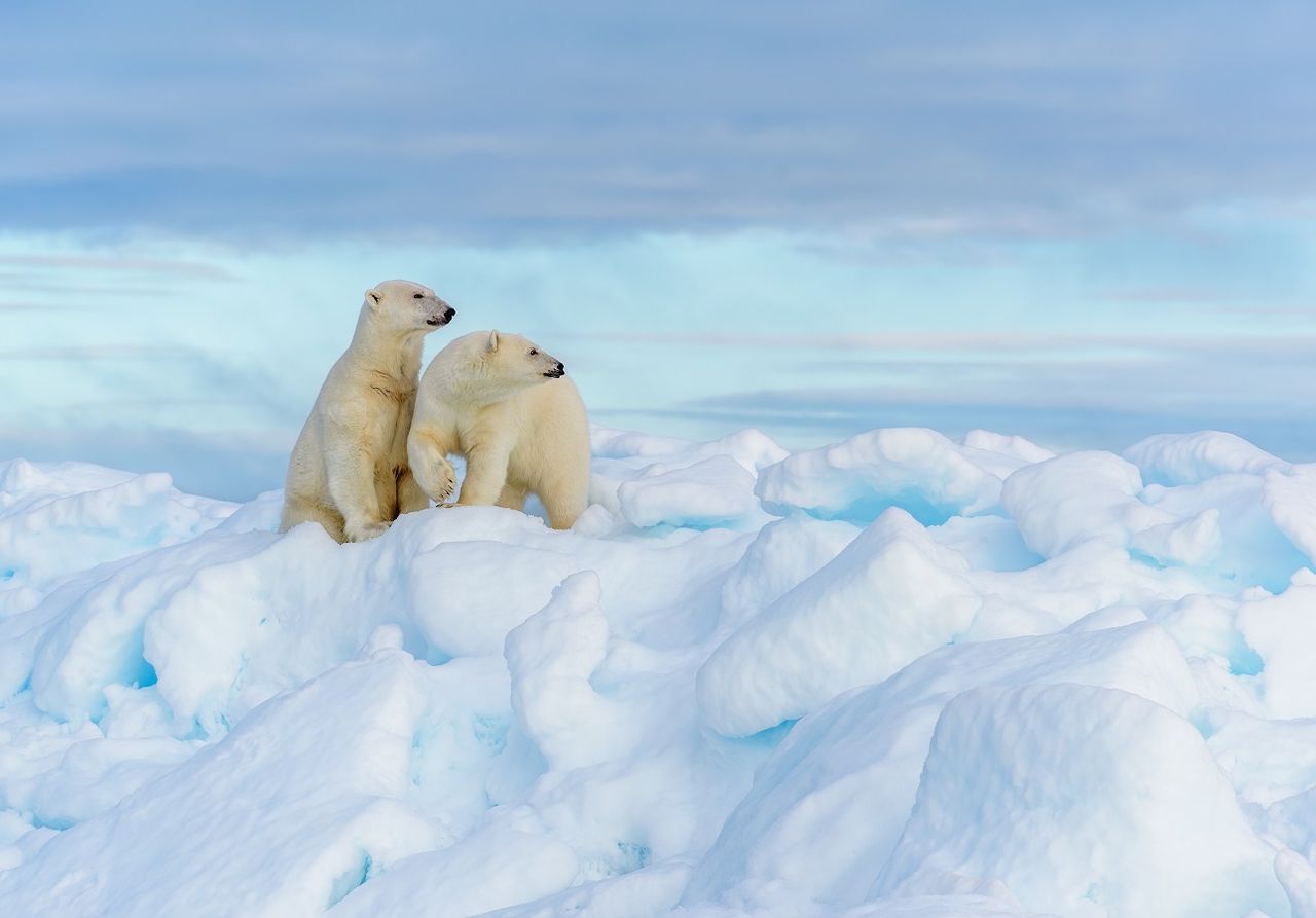 Gute Nachricht aus Spitzbergen (Foto: Adobe Stock)
