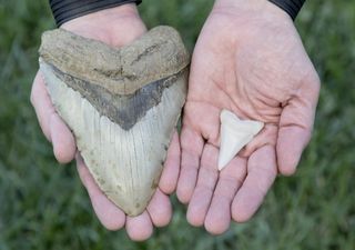 Study finds giant Megalodon sharks grew largest in colder waters